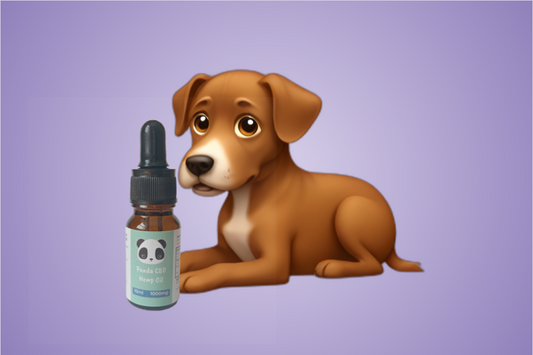 Should you give CBD to your dog?